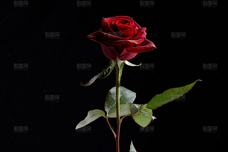 高清图库玫瑰花图片红白粉紫玫瑰花束素材