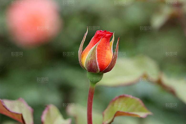 高清图库玫瑰花图片红白粉紫玫瑰花束素材