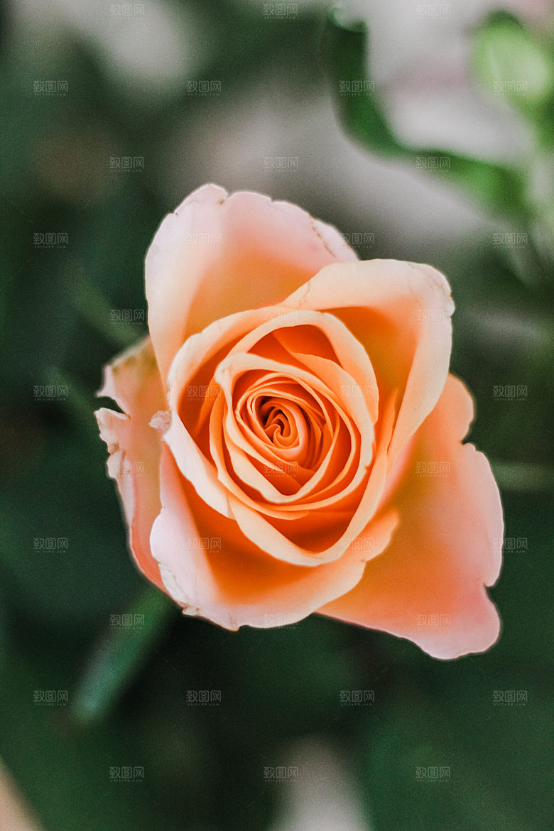 高清图库玫瑰花图片红白粉紫玫瑰花束素材