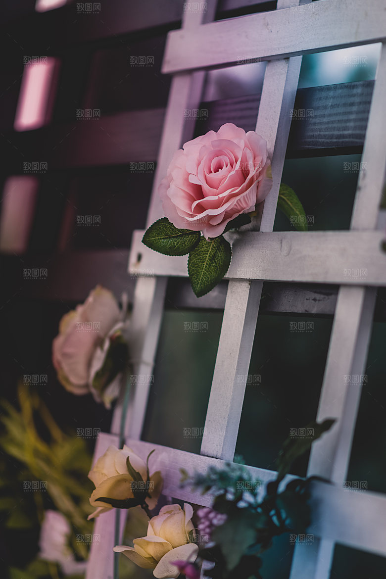 高清图库玫瑰花图片红白粉紫玫瑰花束素材