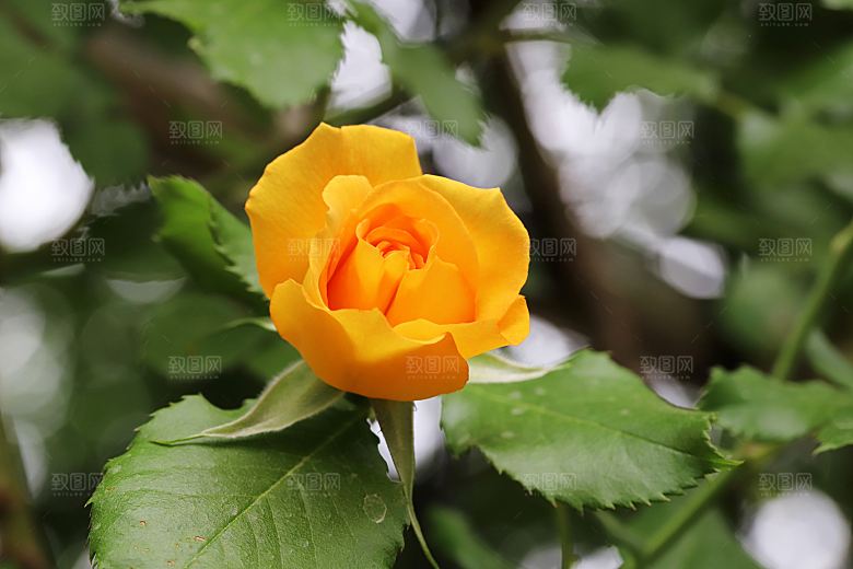 高清图库玫瑰花图片红白粉紫玫瑰花束素材