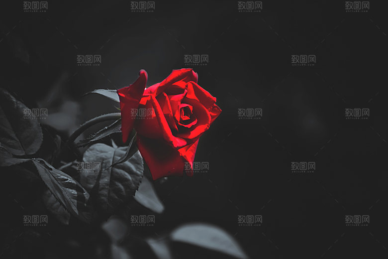 高清图库玫瑰花图片红白粉紫玫瑰花束素材