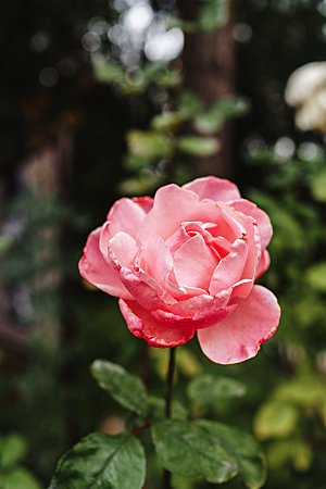 高清图库玫瑰花图片红白粉紫玫瑰花束