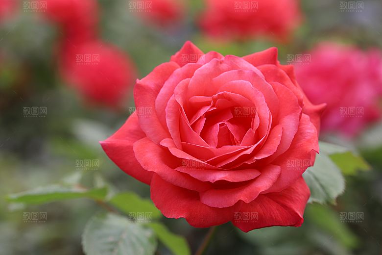 高清图库玫瑰花图片红白粉紫玫瑰花束
