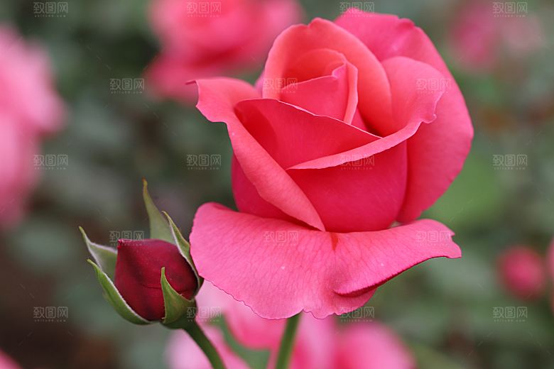 高清图库玫瑰花图片红白粉紫玫瑰花束