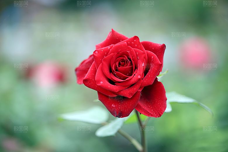 高清图库玫瑰花图片红白粉紫玫瑰花束