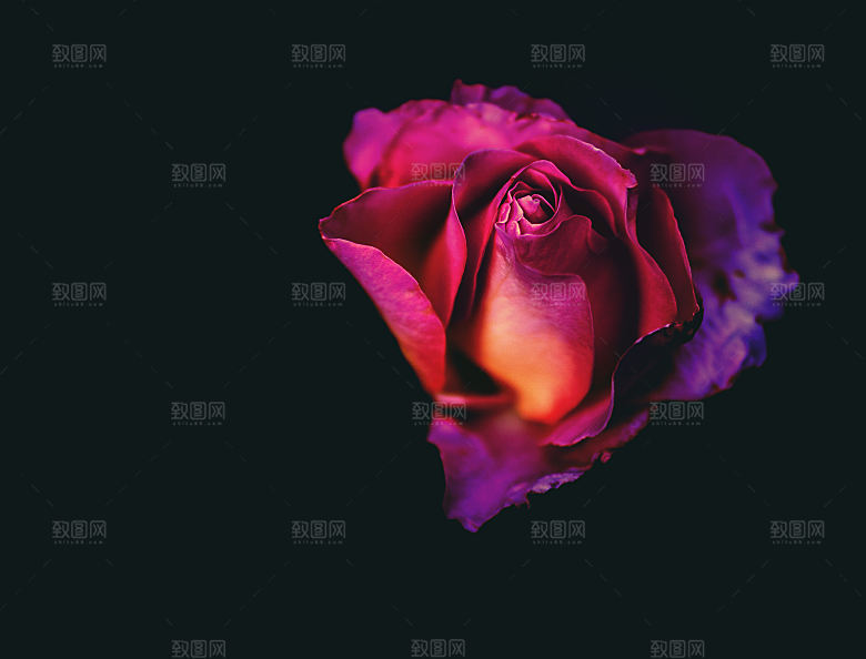 高清图库玫瑰花图片红白粉紫玫瑰花束