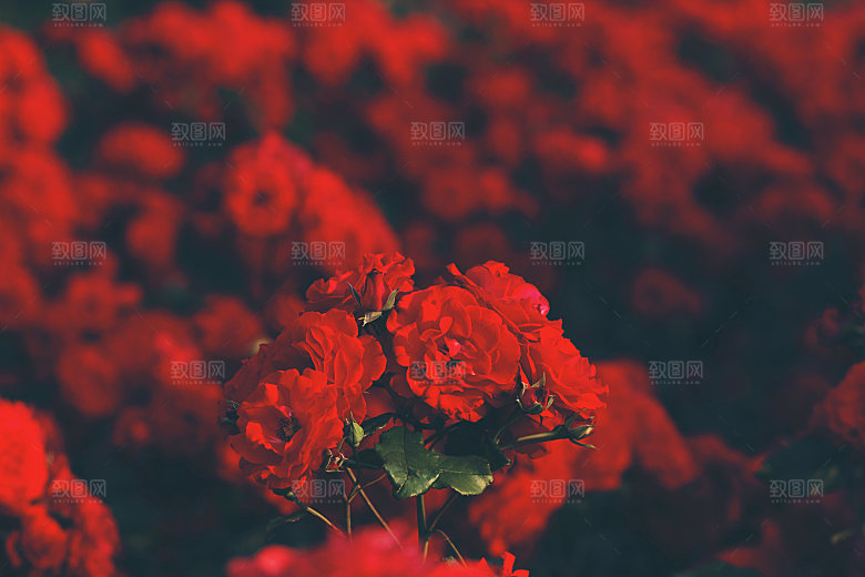 高清图库玫瑰花图片红白粉紫玫瑰花束