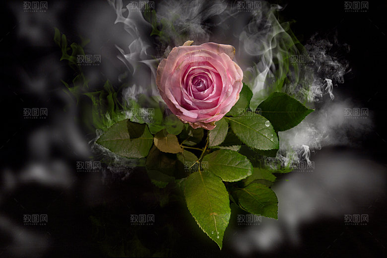 高清图库玫瑰花图片红白粉紫玫瑰花束素材