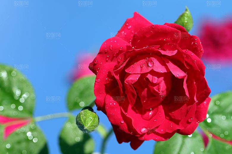 高清图库玫瑰花图片红白粉紫玫瑰花束素材