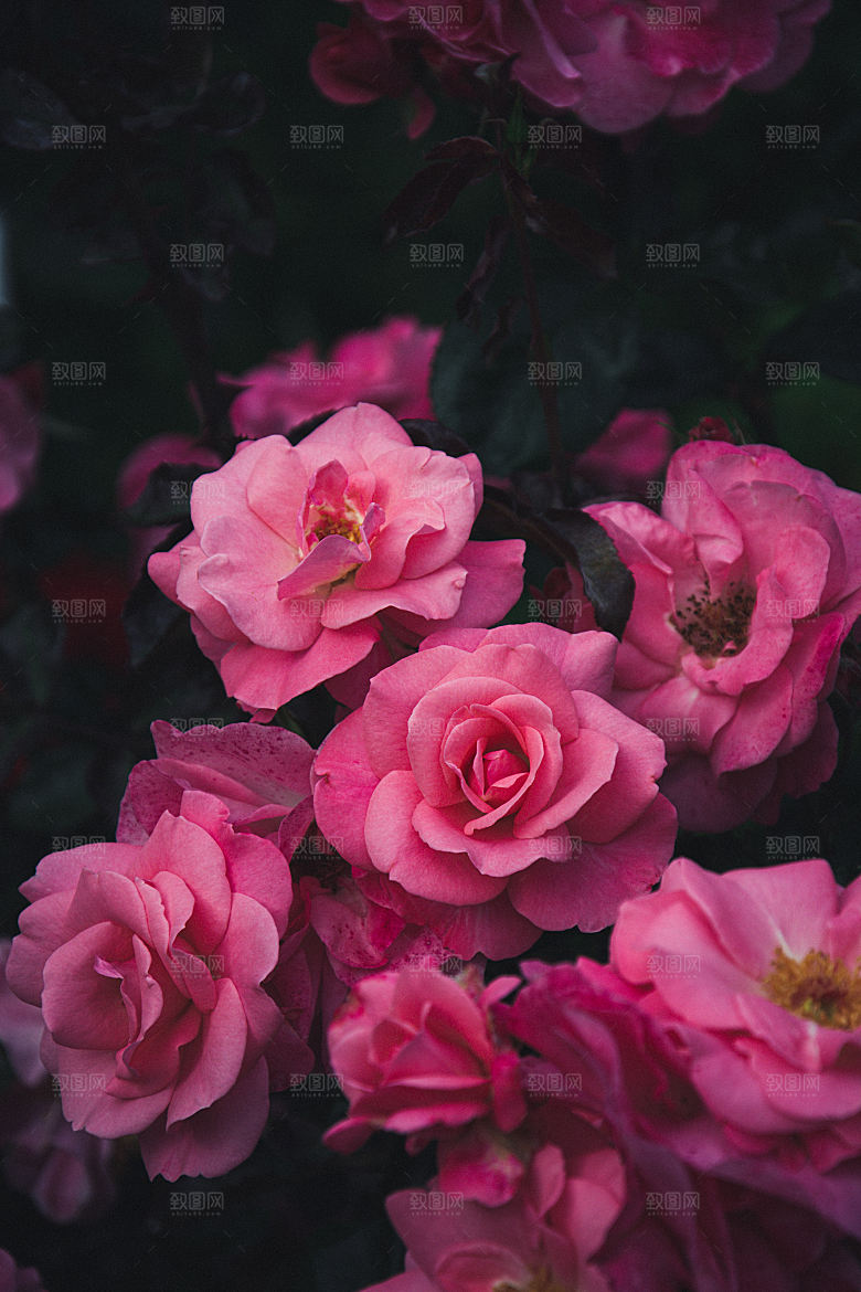 高清图库玫瑰花图片红白粉紫玫瑰花束素材