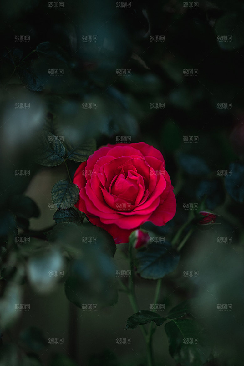 高清图库玫瑰花图片红白粉紫玫瑰花束