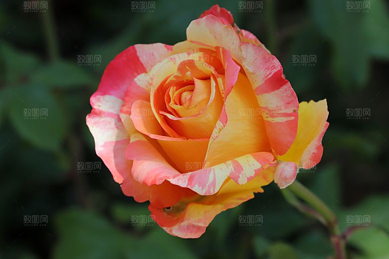高清图库玫瑰花图片红白粉紫玫瑰花束