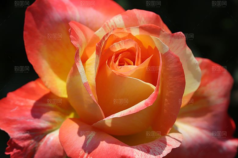 高清图库玫瑰花图片红白粉紫玫瑰花束
