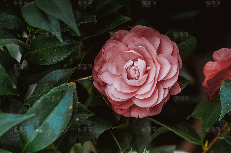 高清图库玫瑰花图片红白粉紫玫瑰花束