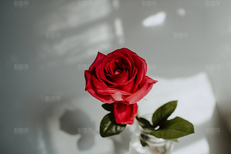 高清图库玫瑰花图片红白粉紫玫瑰花束