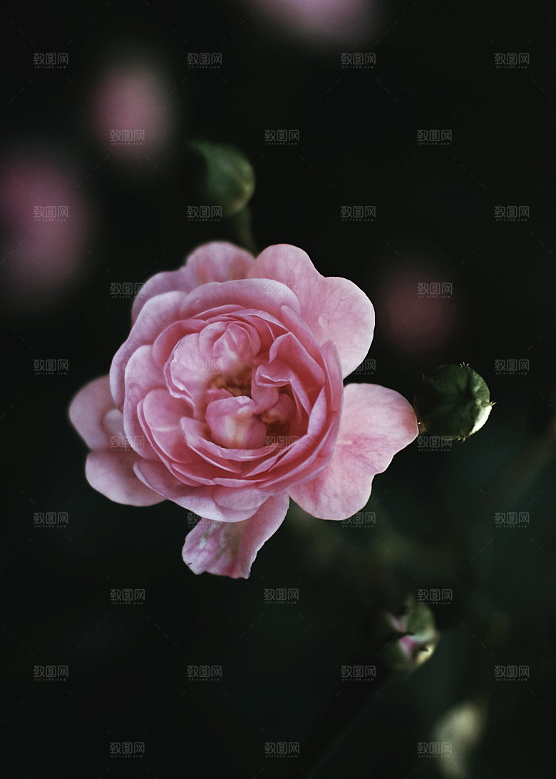 高清图库玫瑰花图片红白粉紫玫瑰花束