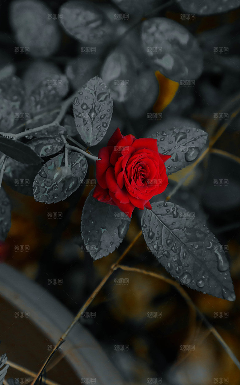 高清图库玫瑰花图片红白粉紫玫瑰花束
