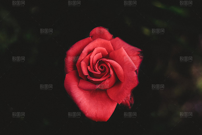 高清图库玫瑰花图片红白粉紫玫瑰花束