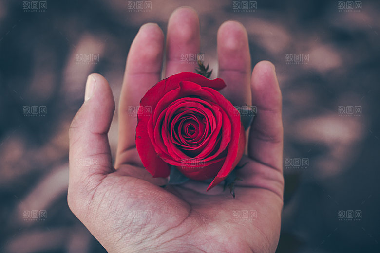 高清图库玫瑰花图片红白粉紫玫瑰花束素材