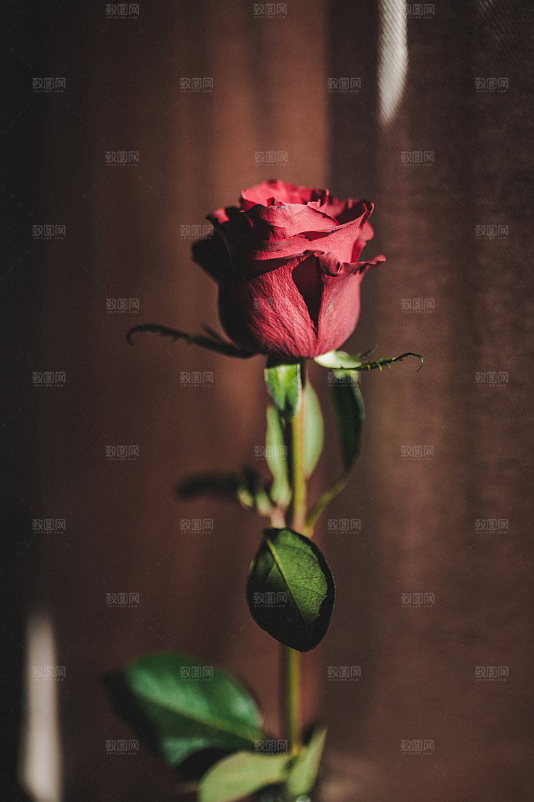 高清图库玫瑰花图片红白粉紫玫瑰花束素材