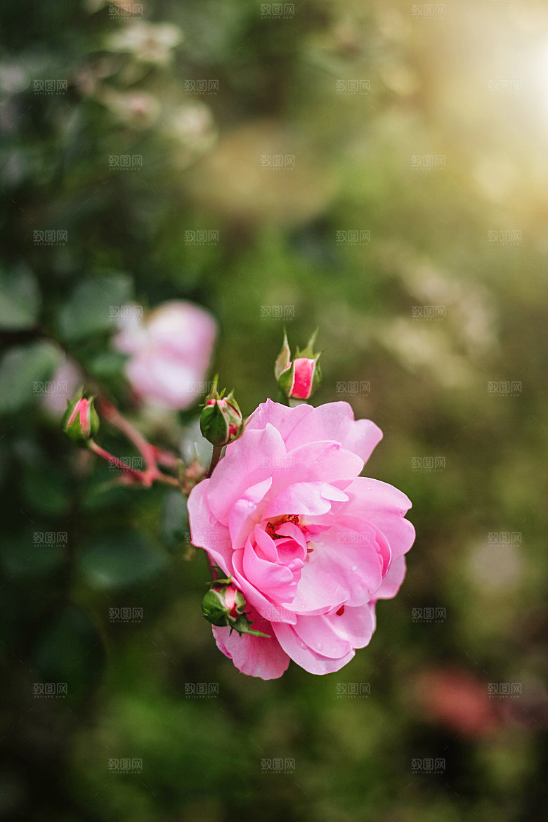 高清图库玫瑰花图片红白粉紫玫瑰花束素材