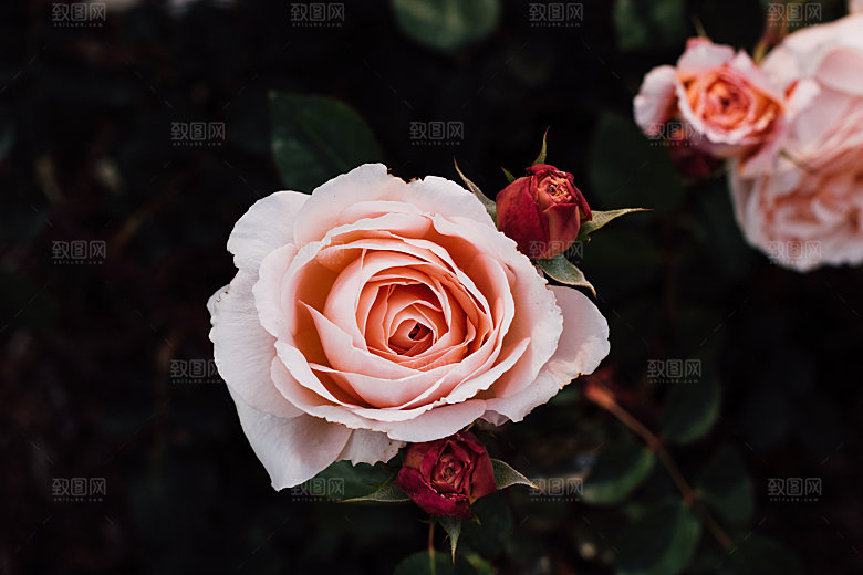 高清图库玫瑰花图片红白粉紫玫瑰花束素材