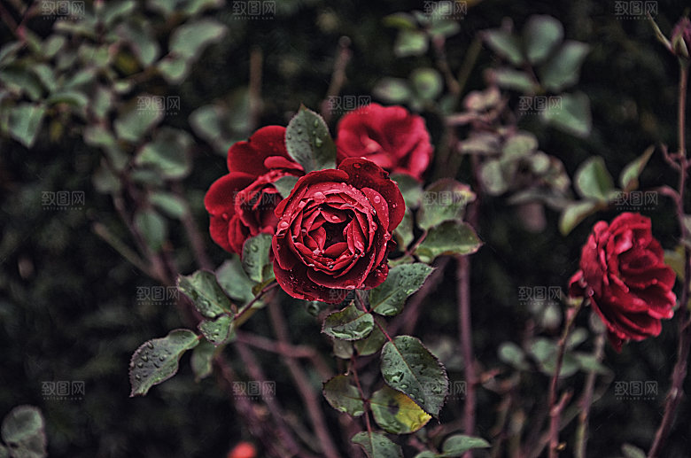 高清图库玫瑰花图片红白粉紫玫瑰花束素材