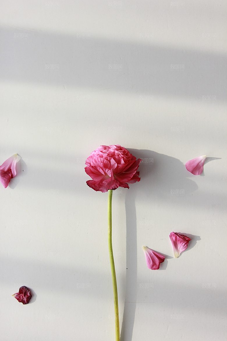 高清图库玫瑰花图片红白粉紫玫瑰花束