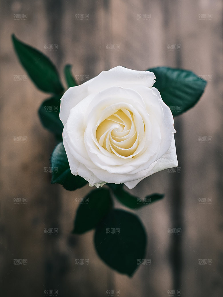 高清图库玫瑰花图片红白粉紫玫瑰花束