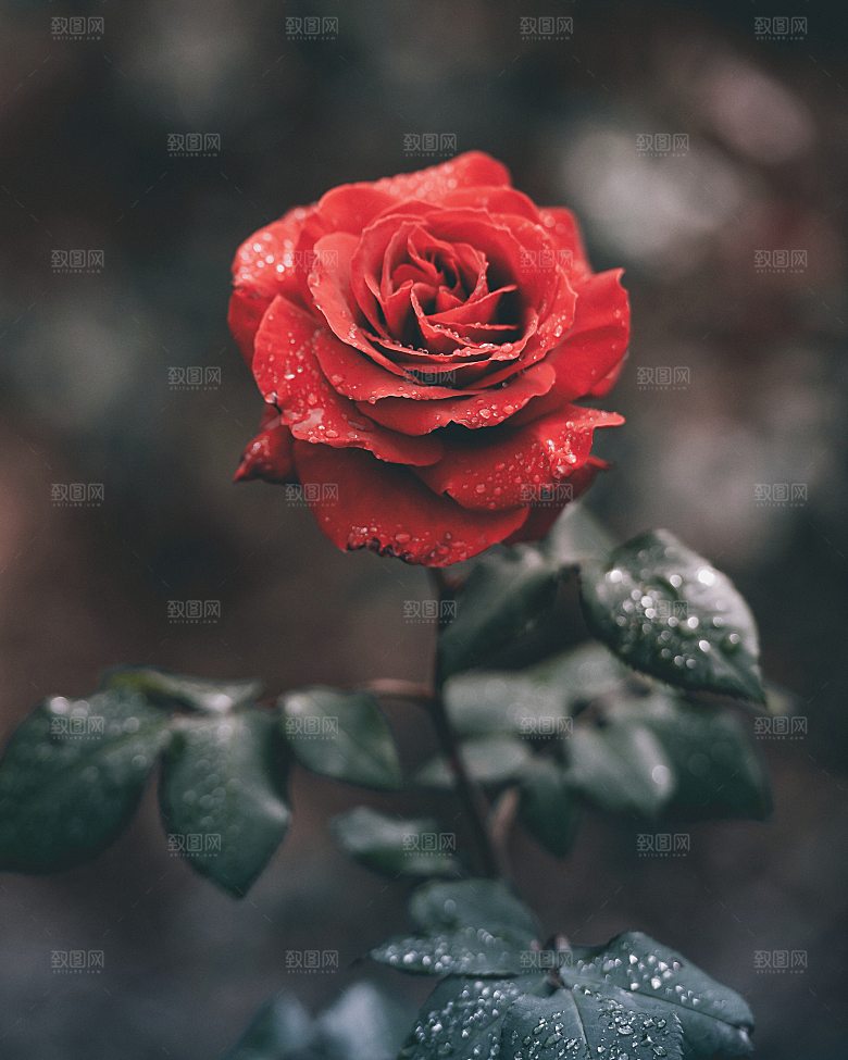 高清图库玫瑰花图片红白粉紫玫瑰花束