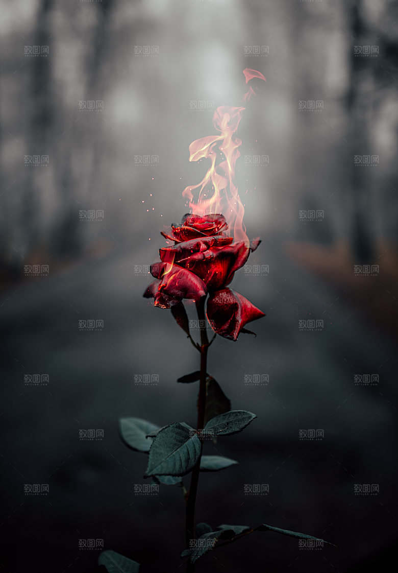 高清图库玫瑰花图片红白粉紫玫瑰花束素材
