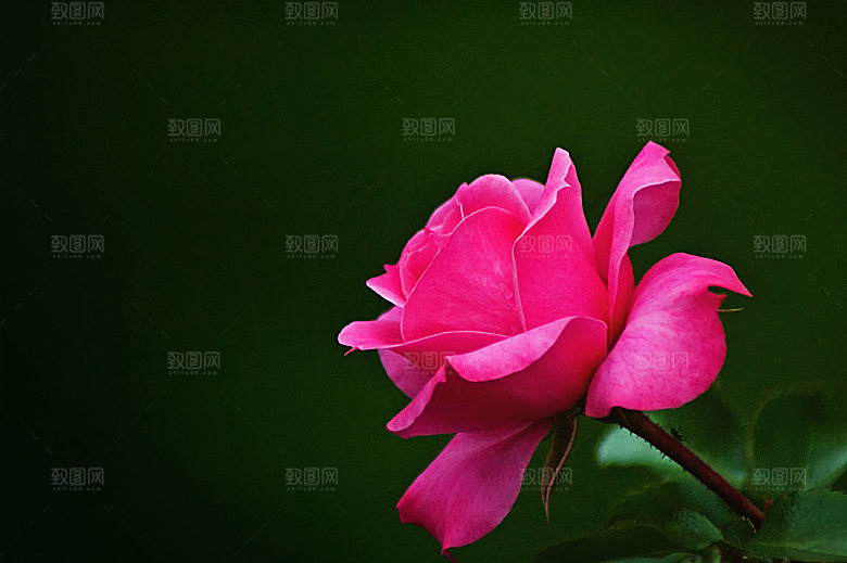 高清图库玫瑰花图片红白粉紫玫瑰花束素材
