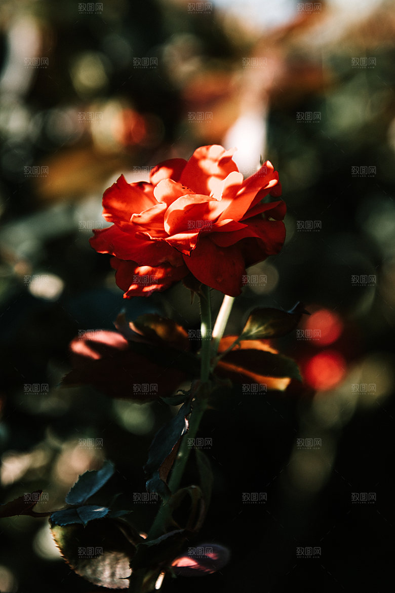 高清图库玫瑰花图片红白粉紫玫瑰花束素材