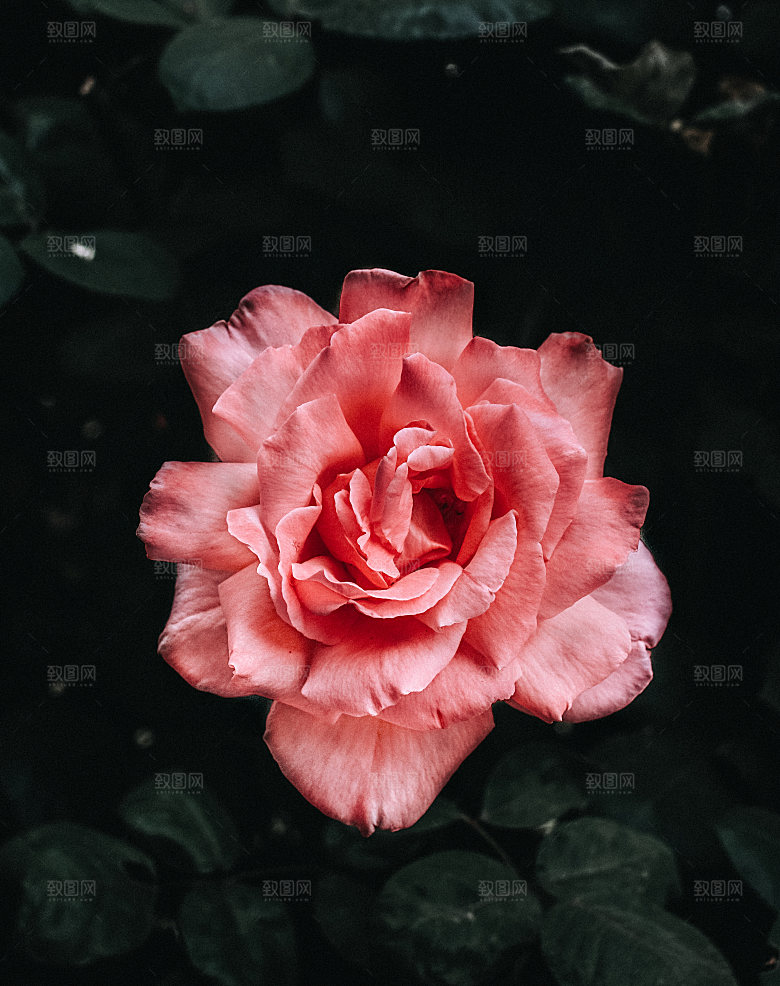 高清图库玫瑰花图片红白粉紫玫瑰花束素材