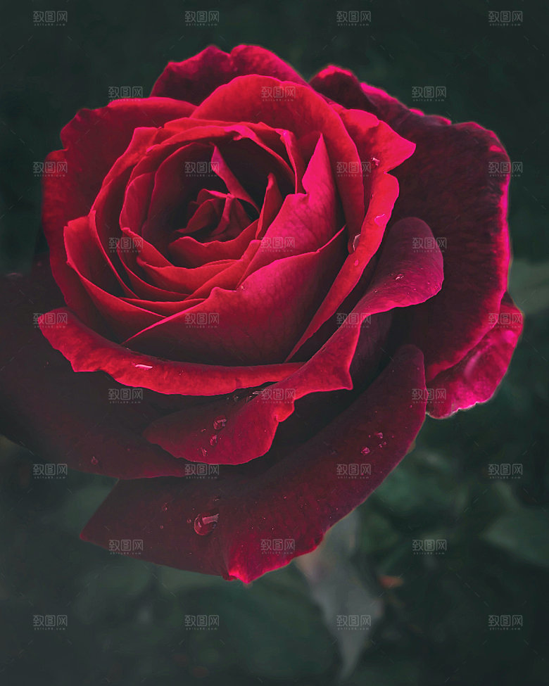 高清图库玫瑰花图片红白粉紫玫瑰花束