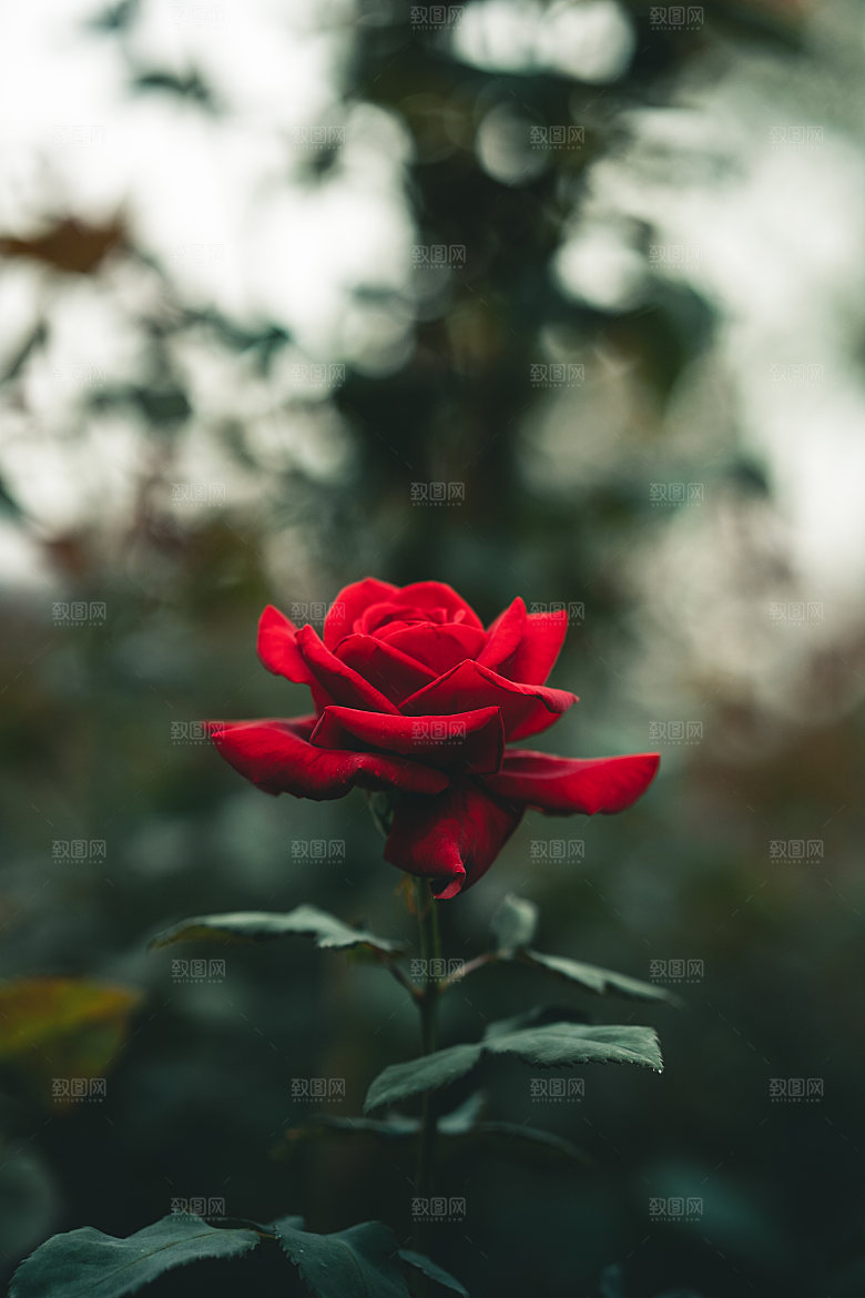 高清图库玫瑰花图片红白粉紫玫瑰花束素材