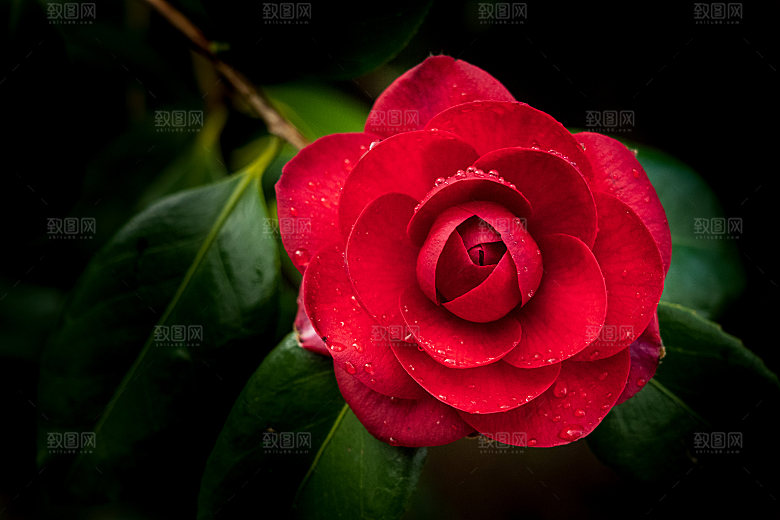 高清图库玫瑰花图片红白粉紫玫瑰花束素材