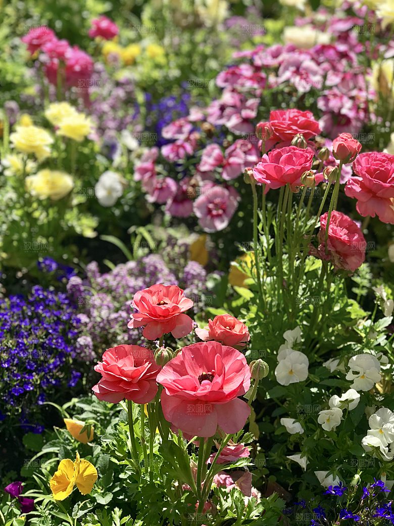 高清图库玫瑰花图片红白粉紫玫瑰花束素材