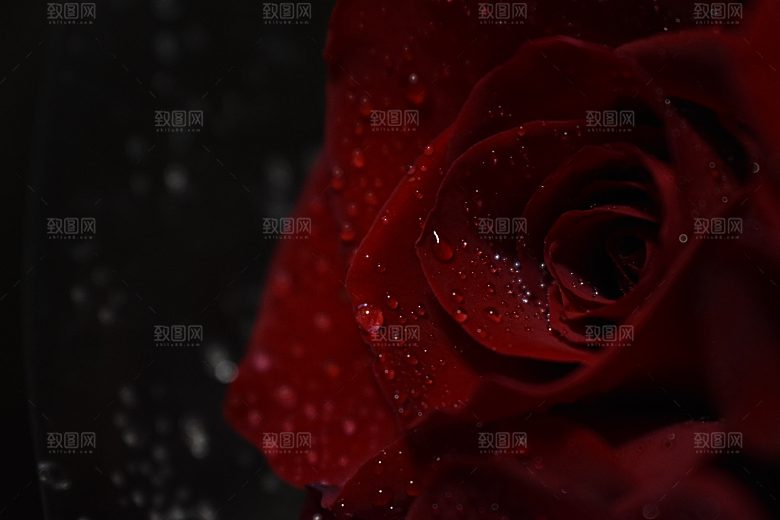 高清图库玫瑰花图片红白粉紫玫瑰花束素材