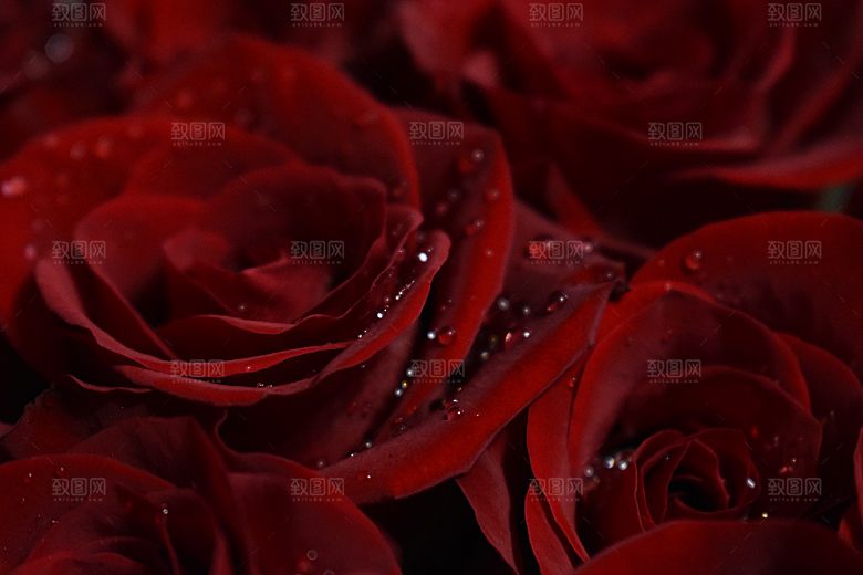 高清图库玫瑰花图片红白粉紫玫瑰花束素材