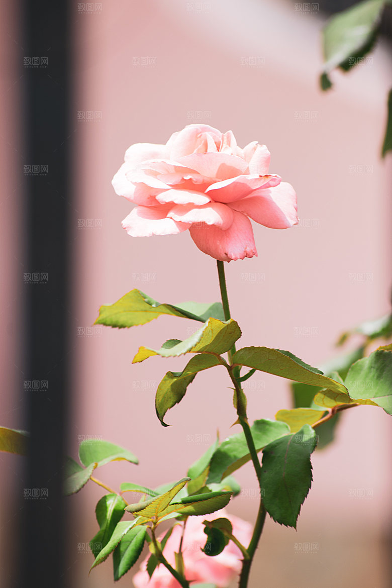 高清图库玫瑰花图片红白粉紫玫瑰花束素材