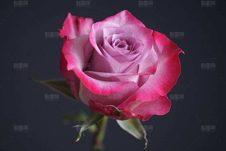 高清图库玫瑰花图片红白粉紫玫瑰花束