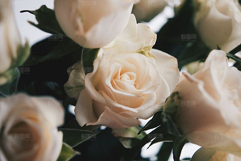 高清图库玫瑰花图片红白粉紫玫瑰花束
