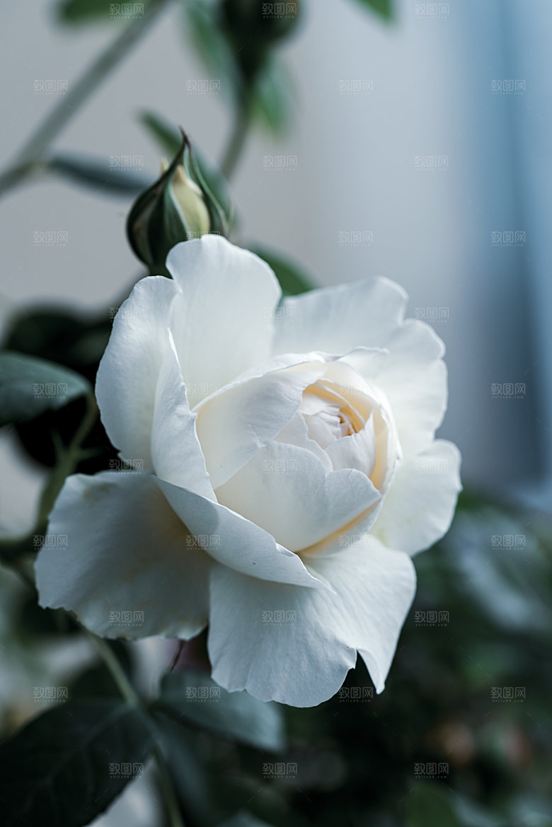 高清图库玫瑰花图片红白粉紫玫瑰花束素材