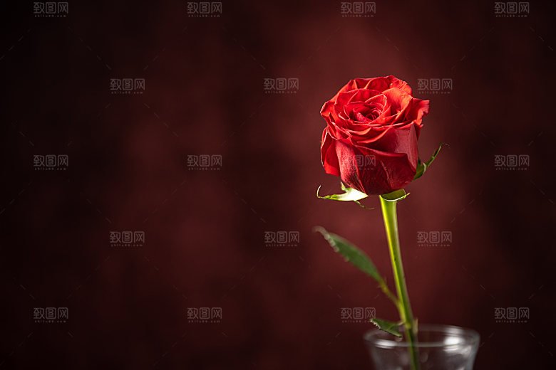高清图库玫瑰花图片红白粉紫玫瑰花束素材