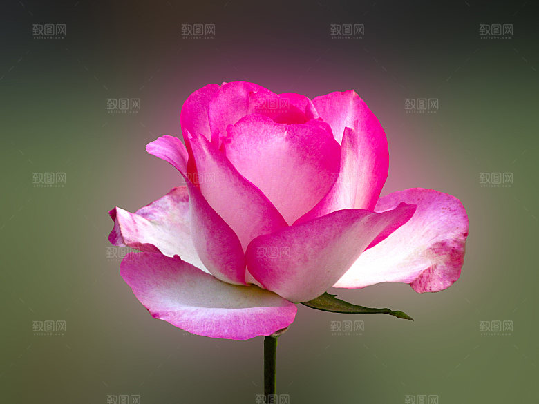 高清图库玫瑰花图片红白粉紫玫瑰花束素材