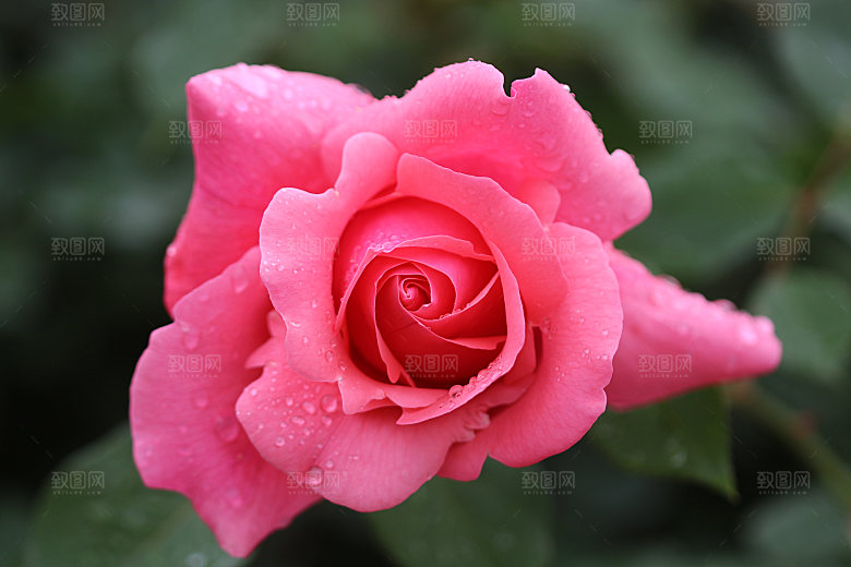 高清图库玫瑰花图片红白粉紫玫瑰花束素材