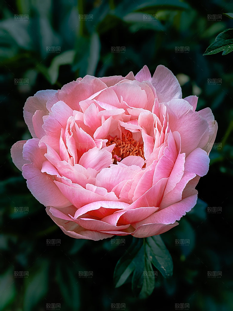 高清图库玫瑰花图片红白粉紫玫瑰花束