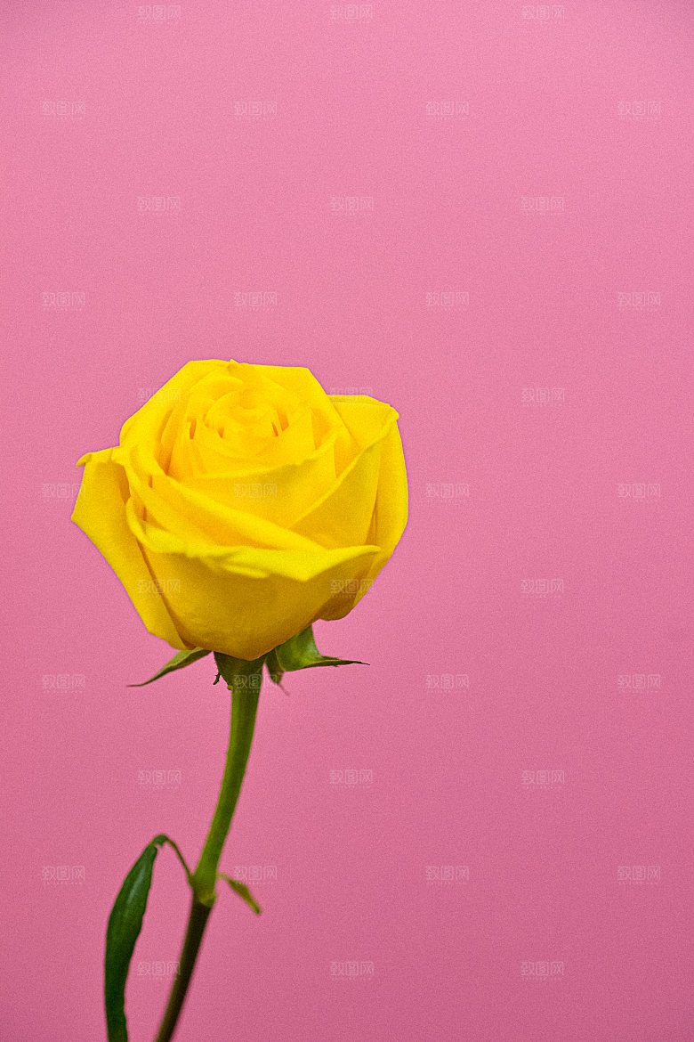 高清图库玫瑰花图片红白粉紫玫瑰花束素材